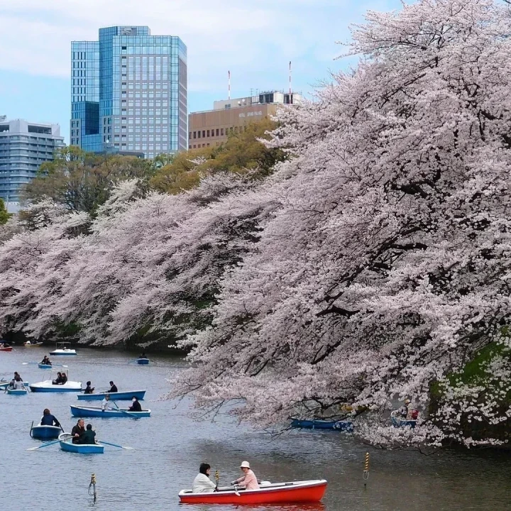 Spectacolul primăverii în Coreea de Sud și Japonia